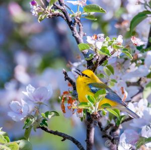 01   DQ691N--Blue-winged-Warbler.jpg